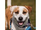 Adopt Jase a Mixed Breed