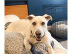 Adopt Reggie - Referral a Labrador Retriever