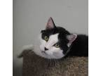 Adopt Paw McCatney a Domestic Short Hair