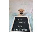 Adopt Leo (Constellations Pup) a Mixed Breed