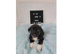 Adopt Aries (Constellations Pups) a Mixed Breed