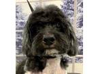 Adopt Cromwell a Poodle