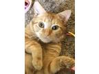 Adopt Garfield Wallace a Domestic Short Hair