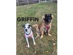 Adopt Griffin a Terrier, Great Dane
