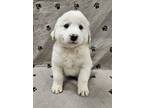 Adopt Jupiter a Great Pyrenees, Golden Retriever