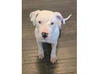 Adopt Cooper a American Staffordshire Terrier, Pit Bull Terrier