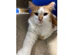 Adopt Wiley a Domestic Medium Hair