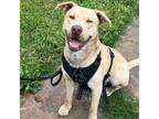 Adopt Archie a Labrador Retriever