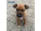 Adopt Wally a Golden Retriever, Terrier