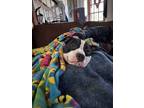 Adopt Macho a American Staffordshire Terrier