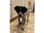 Adopt Spud a Mixed Breed