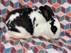 Adopt Dandelion a Bunny Rabbit