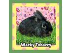 Adopt Wacky Tobaccy a Lionhead