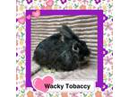 Adopt Wacky Tobaccy LOUISVILLE a Lionhead