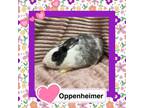 Adopt Oppenheimer a Bunny Rabbit