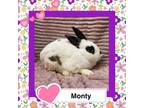 Adopt Monty LOUISVILLE a Bunny Rabbit