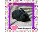 Adopt Merle Haggard a Bunny Rabbit