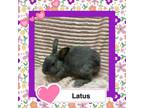 Adopt Latus a Bunny Rabbit