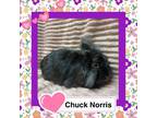 Adopt Chuck Norris a Lionhead