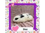 Adopt Diaz a Bunny Rabbit