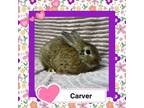 Adopt Carver a Bunny Rabbit