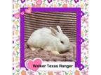 Adopt Walker Texas Ranger a Bunny Rabbit