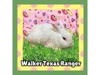 Adopt Walker Texas Ranger LOUISVILLE a Bunny Rabbit