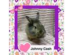 Adopt Johnny Cash a Lionhead