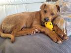 Adopt Grizzly a German Shepherd Dog, Boxer