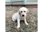 Labrador Retriever Puppy for sale in Boyd, TX, USA