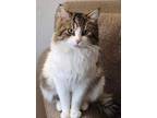 Adopt Archie a Domestic Long Hair, Tabby