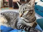 Adopt Phobos a Domestic Short Hair, Tabby