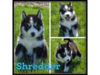 Shredder