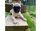 Pug Puppy for sale in Chatsworth, GA, USA