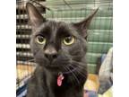 Adopt Garth a Domestic Short Hair