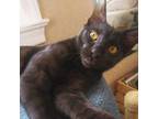 Adopt Benni a Domestic Short Hair