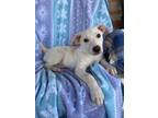 Adopt Clyde a White German Shepherd, Yellow Labrador Retriever