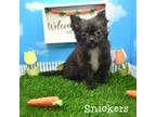 Snickers- black brindle