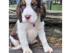 English Springer Spaniel Puppy for sale in Clarks Hill, SC, USA