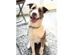 Adopt Yago a Catahoula Leopard Dog, Labrador Retriever