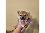 Shiba Inu Puppy for sale in Virginia Beach, VA, USA