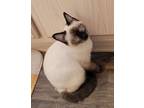 Adopt Teddy a Siamese