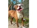 Adopt Ranger a Pit Bull Terrier, Australian Shepherd