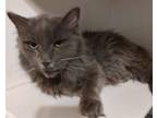 Adopt Ralphie a Domestic Medium Hair