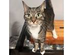 Adopt Taz a Tabby