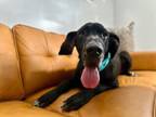 Adopt Baron Oswald Fogarty a Great Dane