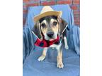 Adopt Toby Keith a Hound, Mixed Breed