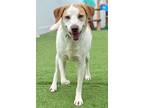 Adopt Mason a Labrador Retriever