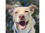 Adopt Buddy a Mixed Breed