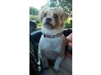 Adopt Mr. Beasley a Lhasa Apso